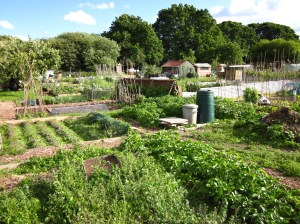 A view of Tatnam Farm Allotments in Poole