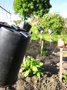 Pots and plots at the allotments on London Road in Bagshot